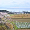 東北の桜２の画像