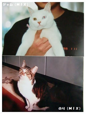 クレイアートでつくる猫　nekonoのブログ-モデルの猫さん