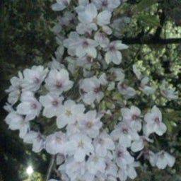 ameri0424さんのﾌﾞﾛｸﾞ-100502_2058~02.jpg