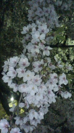 春爛漫の記事より