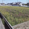 曜日感覚の画像