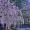 東北の桜３の画像