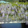 癒し☆たっぷりマイナスイオン？の画像