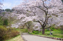 白神山地ツアーで能代山本地区の活性化すっぺ-二ツ井桜3