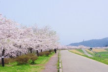 白神山地ツアーで能代山本地区の活性化すっぺ-二ツ井桜4