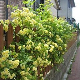 お気楽なワタシの日常