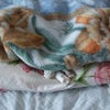 猫用毛布の画像