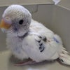 お喋りインコは１日にしてならずの画像