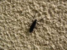 芝生の黒い虫の正体は グランツーユーwsでマイホーム ガーデン