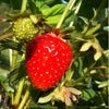去年植えた苗からの画像
