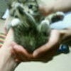 しもべ。の画像