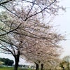 桜花見の画像
