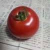 こだわりトマト。の画像