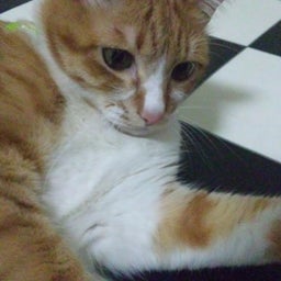 cecil