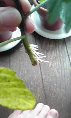 $囚われ身の少女、空遠く。