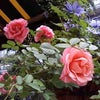 フォーエバー  Pinkの優しい薔薇の画像