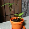 花育の画像