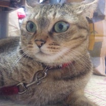 ブログ投稿画像