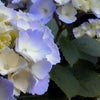 2010/06/01の画像