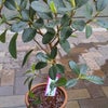 ～観葉植物～   フランスゴムノキ・アレカヤシ・シマトネリコ・シナモン・ドラセナ・ユッカの画像