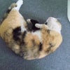 三毛猫くまたんの画像