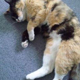 toco-hさんのﾌﾞﾛｸﾞ-100607_1110~02.jpg