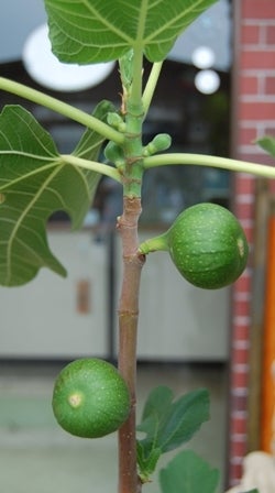 6月7日 月 イチジク 夏果と秋果の違いがわかる写真掲載 大森直樹 山陽農園のブログ