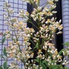 南天の花の画像