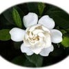 6月7日の誕生花の画像