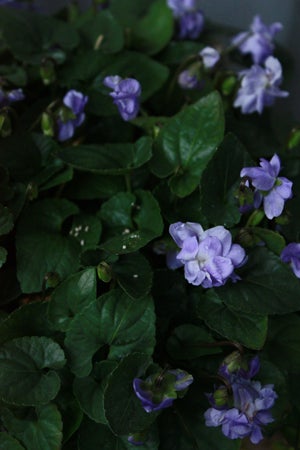 Veranda Photo Journal-flower