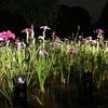 堀切菖蒲園のライトアップへの画像