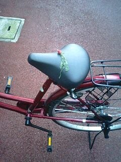 ラディッシュ(^O^)の記事画像