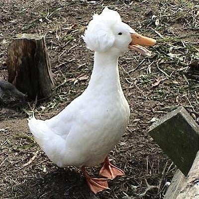 自作解説その④「くりいむレモン 夢のあとに」の記事画像