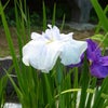 菖蒲園の画像