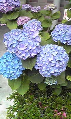 紫陽花の記事画像