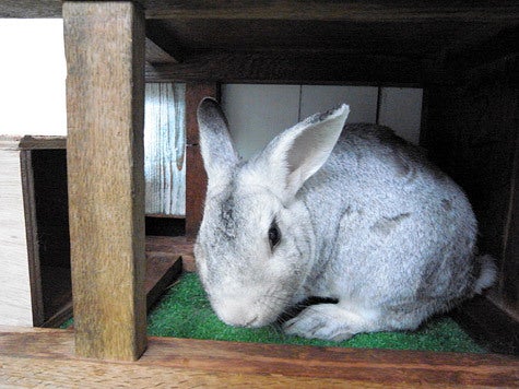 WEBの制作会社COOSYに住んでいるウサギのブログ
