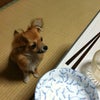 モカご飯の画像