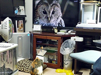 $みぃなのメモ-[TV] ふくろうセンセ