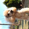 おいらんちの犬たちですの画像