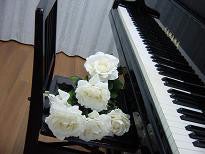 音楽サロン　La Musica ♪ rosa　～ﾗ･ﾑｼﾞｶﾛｰｻﾞ～-ピアノとバラ