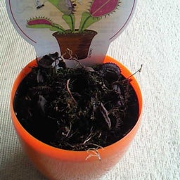 よつばダイアリー-image.jpg