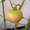 トマト*゜の画像