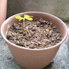 ﾊﾟｯ!!出たぁ!!の画像