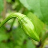 おいしい激辛.com ～激辛ハバネロ、激辛ブート・ジョロキアの栽培日記～-ブートジョロキア栽培2010年・実の成長1センチ
