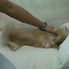 やんちゃ坊主。の画像