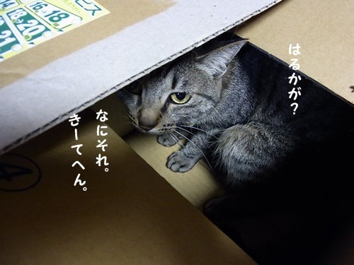 ◆猫カフェスタッフの家猫ブログ◆