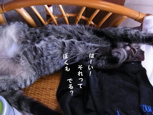 ◆猫カフェスタッフの家猫ブログ◆