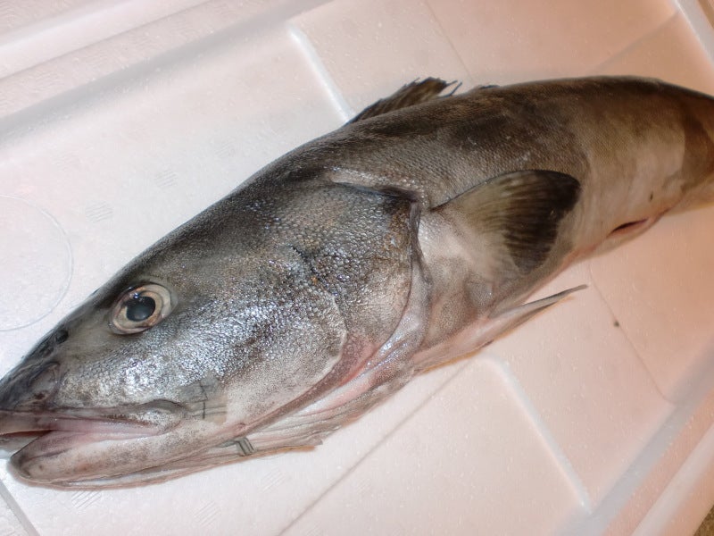 Silver cod | OTOMI's blog