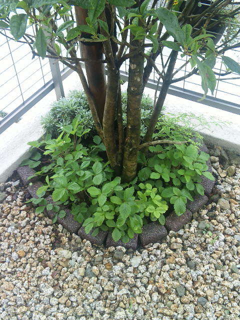 ワイルドストロベリーは多年草だけれども Bloom In My Garden ココロにおいしい庭づくり ガーデニングブログ