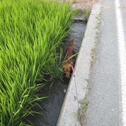 まっくの wanだふる　Life